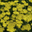Yarrow, Firefly Sunshine Yarrow
