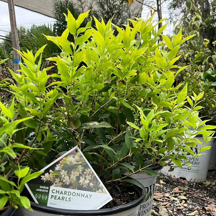 Deutzia, Chardonnay Pearls® Deutzia
