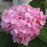 Hydrangea macrophylla 'Bailmer’  - Endless Summer® The Original Hydrangea
