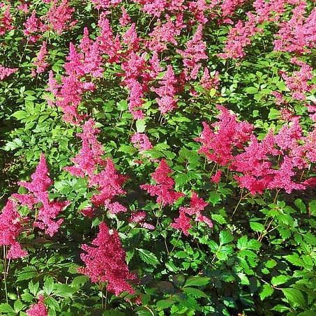 Astilbe chinensis 'Vision in Red'  - Vision in Red Chinese Astilbe