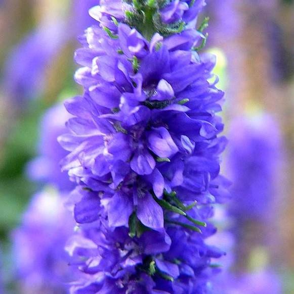 Speedwell, Royal Candles Veronica