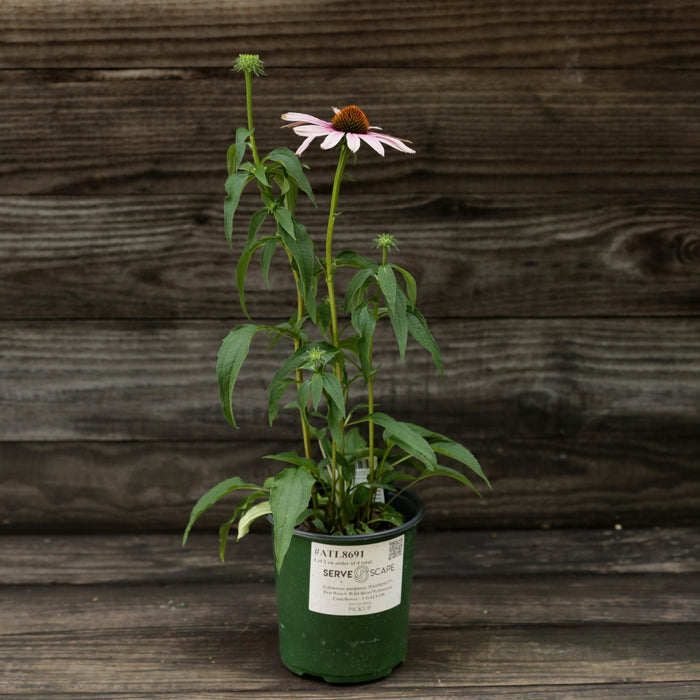 Echinacea purpurea 'PAS702917'  - PowWow® Wild Berry Echinacea, Coneflower