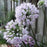 Allium, Summer Beauty Ornamental Onion