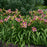 Hemerocallis 'Sound of My Heart'  - Rainbow Rhythm® Sound of My Heart Daylily