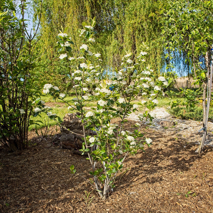 Aronia melanocarpa 'Viking'  - Viking Black Chokeberry