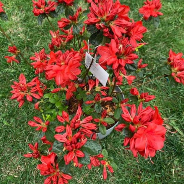 Azalea, Stewartstonian Azalea