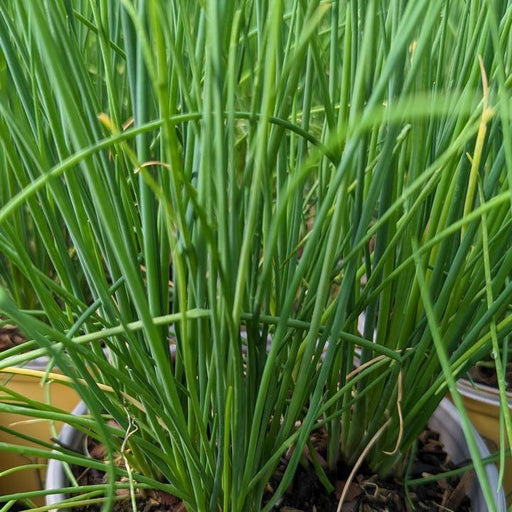 Allium schoenoprasum 'Staro'  - Staro Chives
