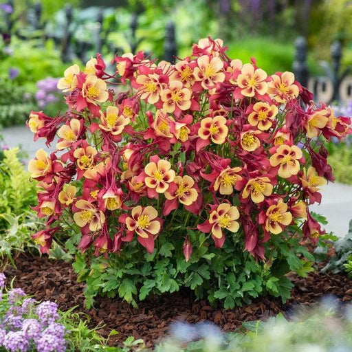 Columbine, Earlybird™ Red Yellow Columbine