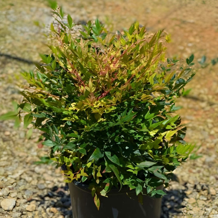 Nandina domestica 'Gulf Stream'  - Gulf Stream Heavenly Bamboo