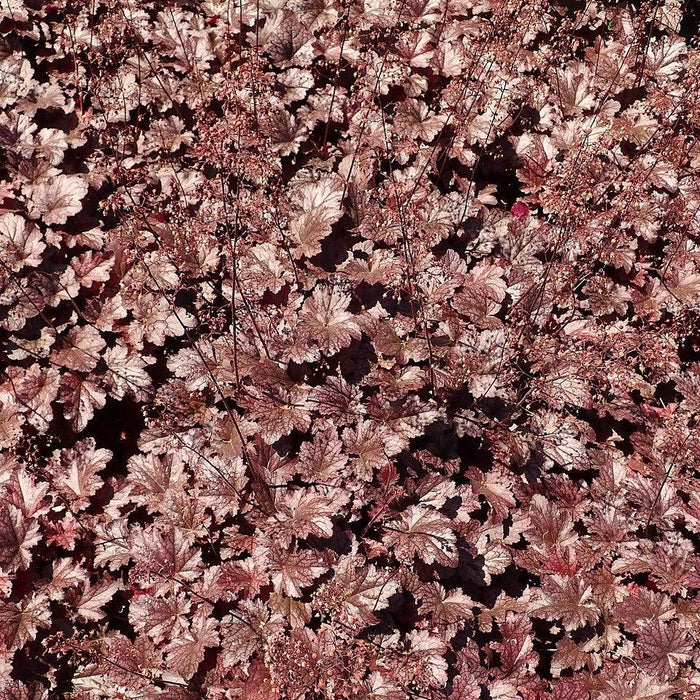 Heuchera x 'Plum Pudding'  - Plum Pudding Coral Bells, Heuchera