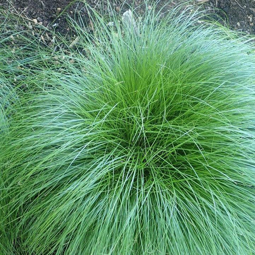 Carex rosea  - Rosy Sedge