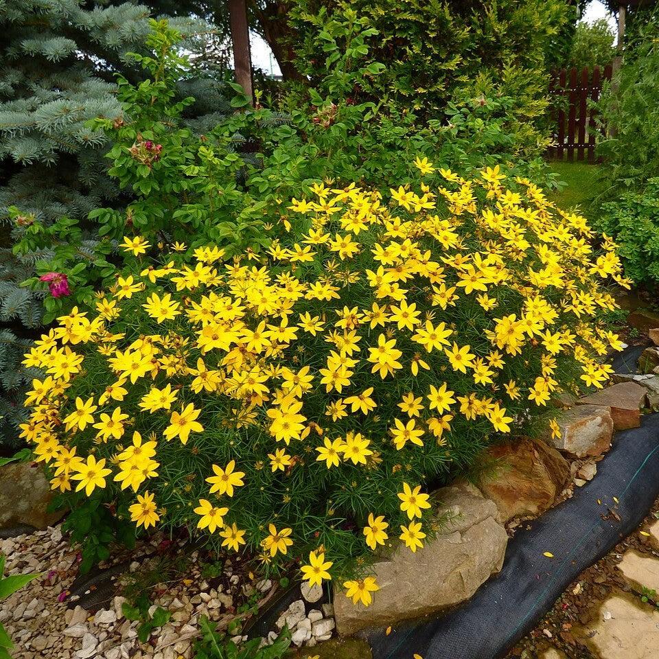 Tickseed, Threadleaf Coreopsis — Mackey's