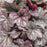 Heuchera 'Silver Gumdrop' PP29207  - Dolce® Silver Gumdrop Heuchera