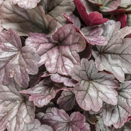 Heuchera 'Silver Gumdrop' PP29207  - Dolce® Silver Gumdrop Heuchera