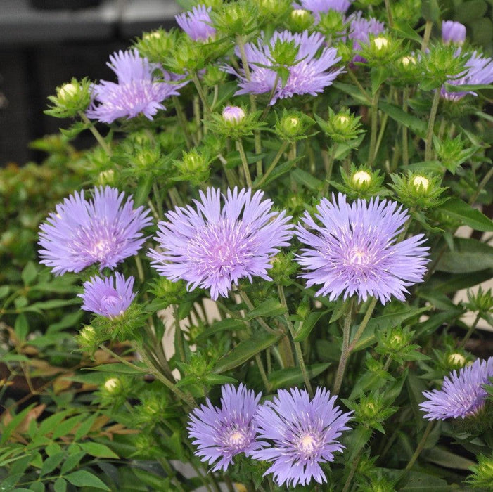 Aster, Mel's Blue Stokes' Aster