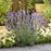 Lavender, Sensational!® Lavender