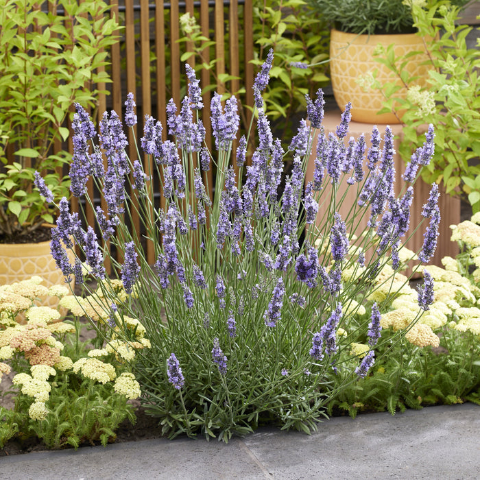 Lavender, Sensational!® Lavender