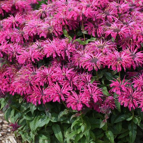 Bee Balm, PW® Leading Lady Razzberry Bee Balm