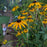 Black Eyed Susan, Goldsturm Black-Eyed Susan