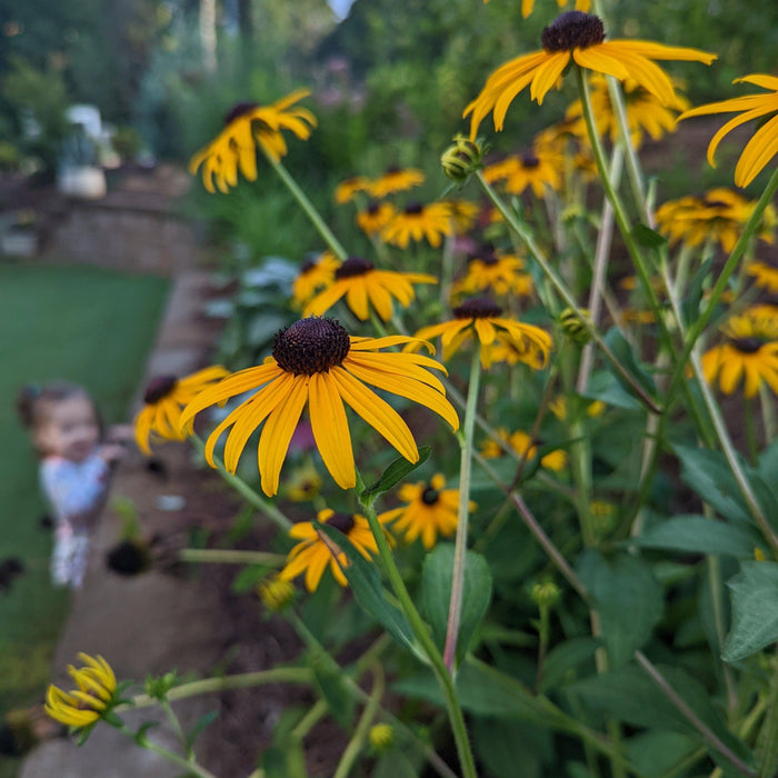 Black Eyed Susan, Goldsturm Black-Eyed Susan