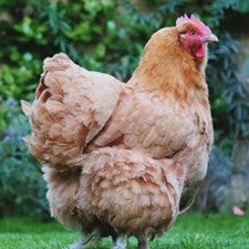 Buff Orpington