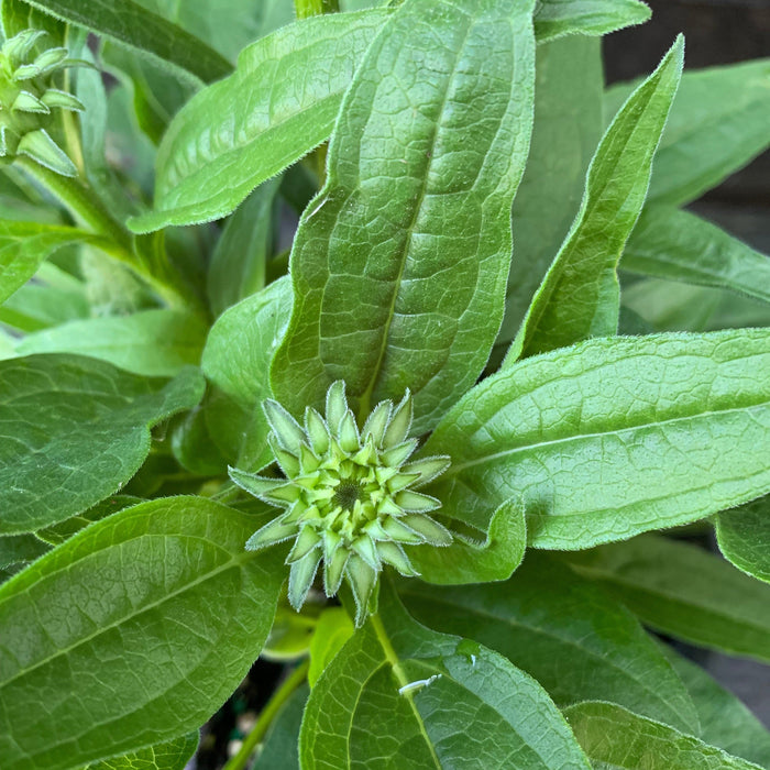 Echinacea 'PAS1308374'  - Artisan™ Soft Orange Coneflower