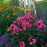 Phlox, First Editions® Coral Crème Drop™ Phlox