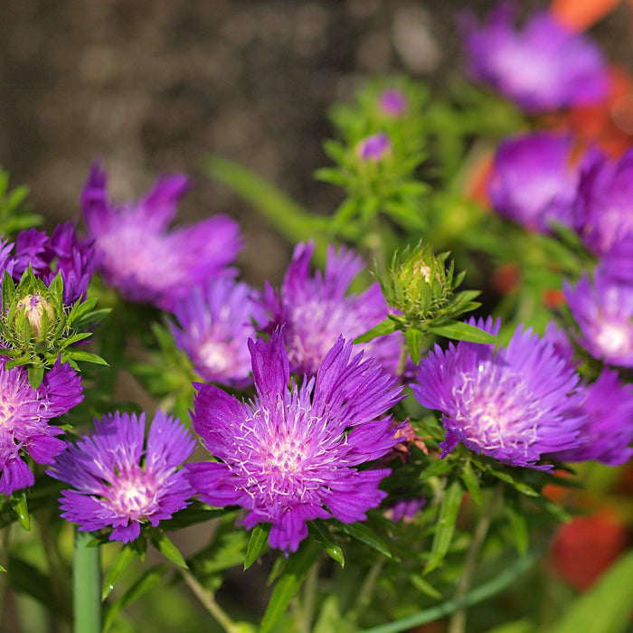 Aster, Honeysong Purple Stoke's Aster