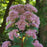 Joe Pye Weed, Little Joe Pye Weed
