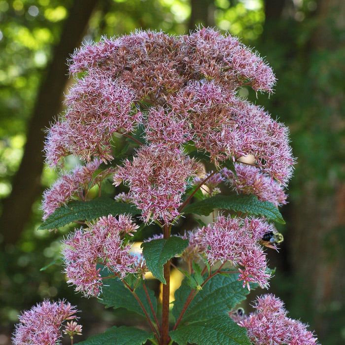 Joe Pye Weed, Little Joe Pye Weed