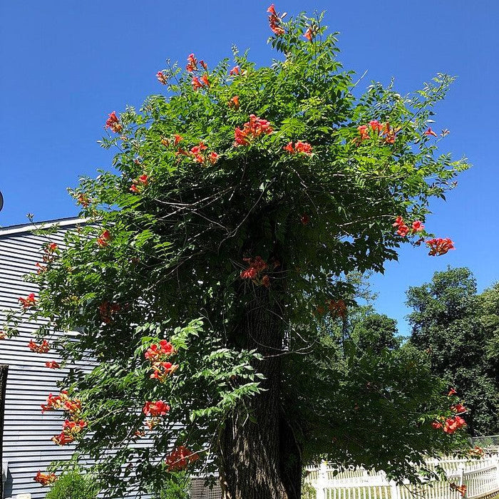 Campsis radicans  - Trumpet Vine