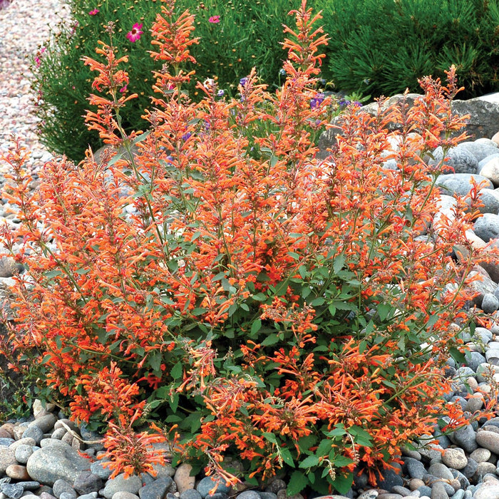 Hyssop, Kudos™ Mandarin Hummingbird Mint