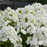 Phlox, Luminary® Backlight Phlox