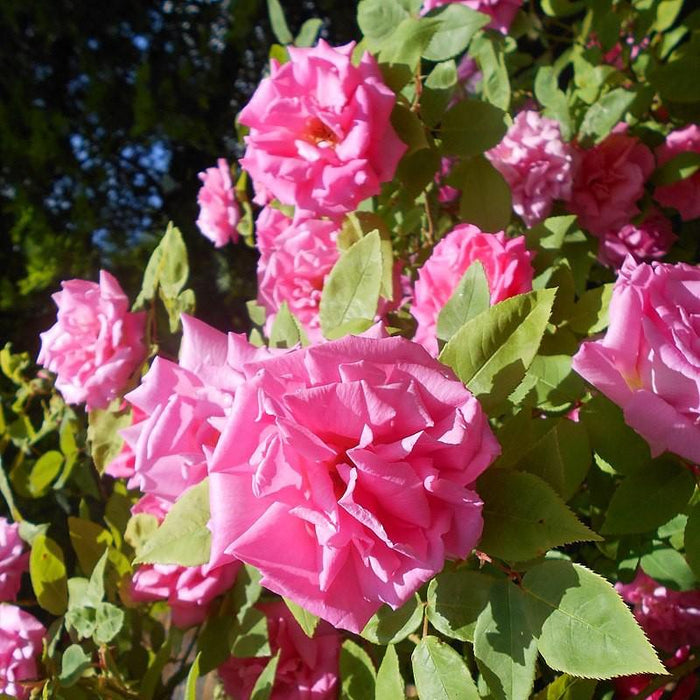 Rosa 'Zéphirine Drouhin'  - Zéphirine Drouhin Rose