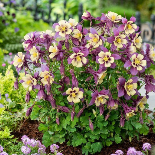 Columbine, Earlybird™ Purple Yellow Columbine