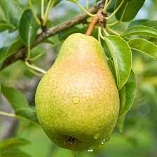 Pear, Bartlett (Pyrus X Bartlett) - European Pear, 10 gal.