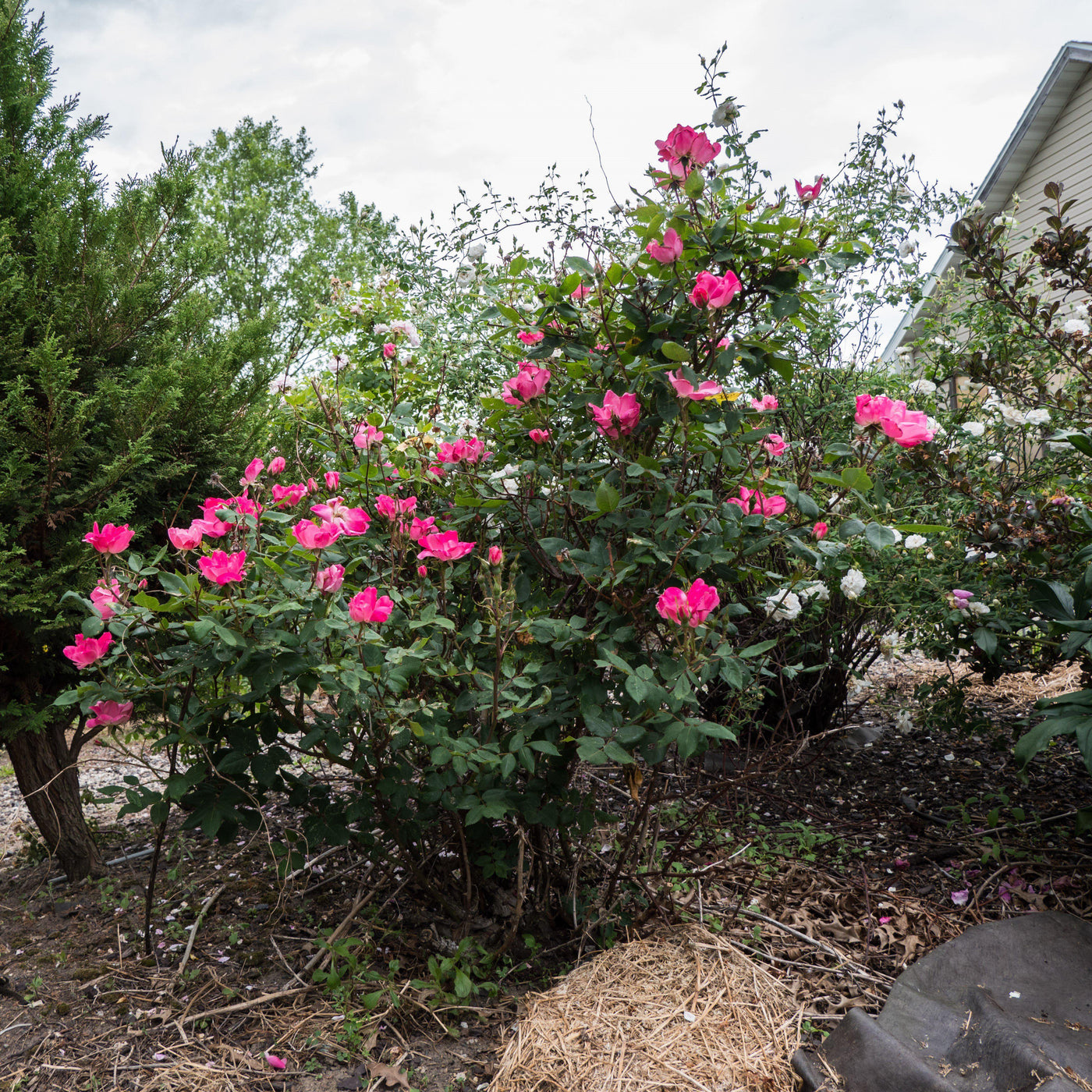 Rosa ‘Radcon’ PP#15,070 - Pink Knock Out® Rose — Mackey's