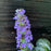**CAN BE INVASIVE - DON'T ADD** Black Scallop Bugle Weed (Ajuga)