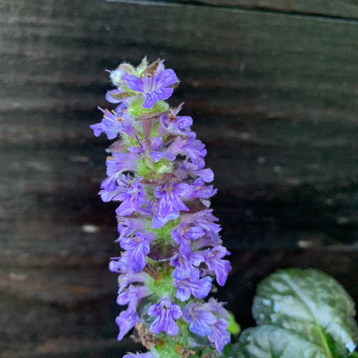 **CAN BE INVASIVE - DON'T ADD** Black Scallop Bugle Weed (Ajuga)