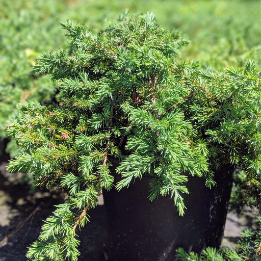 Juniperus chinensis 'Pfitzeriana Compacta' - Compact Pfitzer Juniper