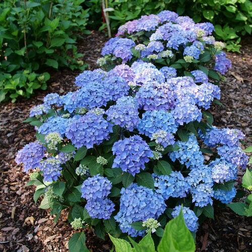 Hydrangea macrophylla 'SMNHMTB' PP35,317  - Let's Dance® Loveable® Hydrangea