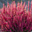 Heather, Scarlet Scotch Heather
