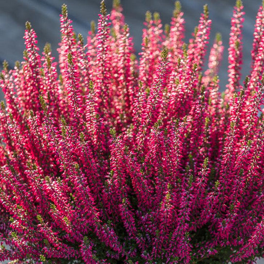 Heather, Scarlet Scotch Heather