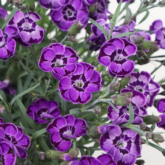 Dianthus, EverLast™ Violet Blue Dianthus