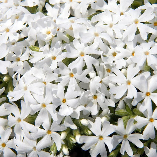 Phlox, Snowflake Creeping Phlox
