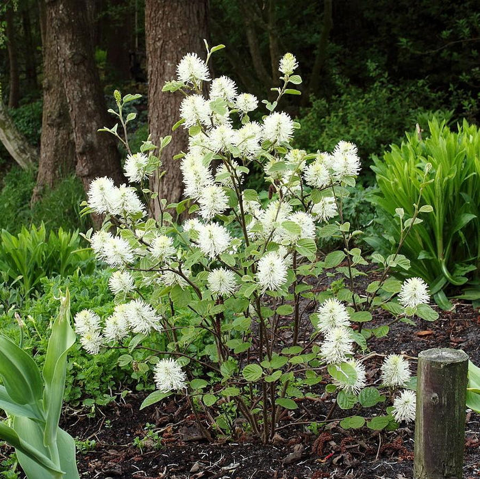 Fothergilla, Mount Airy Fothergilla