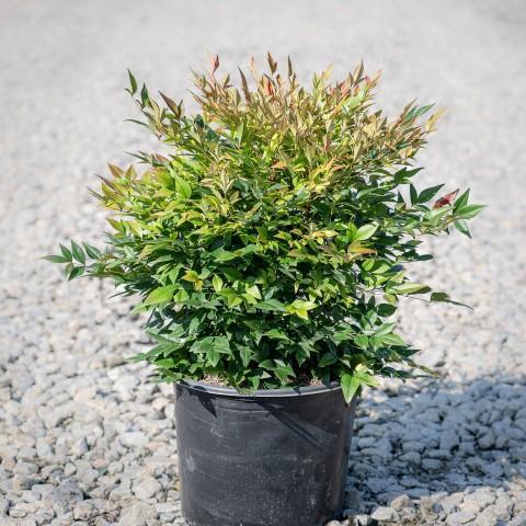 Nandina domestica 'Gulf Stream'  - Gulf Stream Heavenly Bamboo