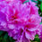 Azalea, Encore Autumn Majesty Azalea