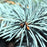 Spruce, Baby Blue Blue Spruce