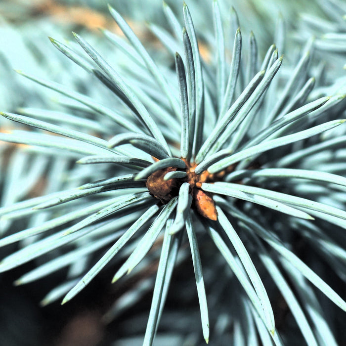Spruce, Baby Blue Blue Spruce